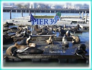 Seelöwen Pier 39