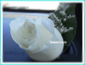 weiße Rose Ansteckblume im Auto