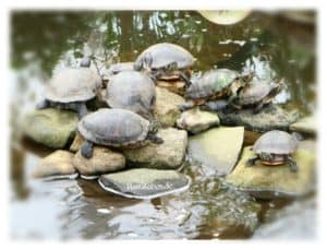 Gruppe Schildkröten auf Stein