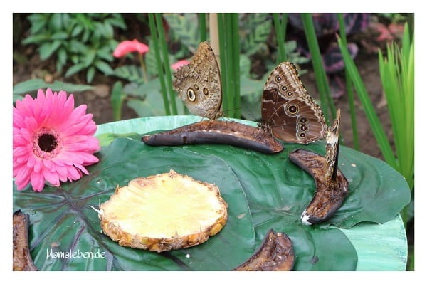 Schmetterlinge Ananas Blume