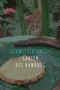 Ein Ausflug in den Schmetterlingsgarten bei Aumühle, östlich von #hamburg #schmetterlinge #familie