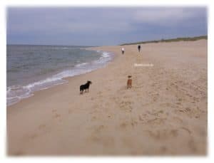 Hunde am Strand 