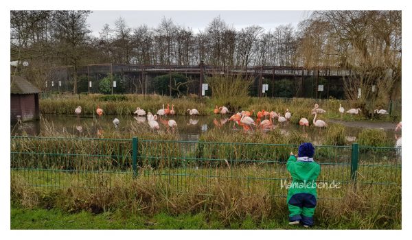 Flamingos Vogelpark