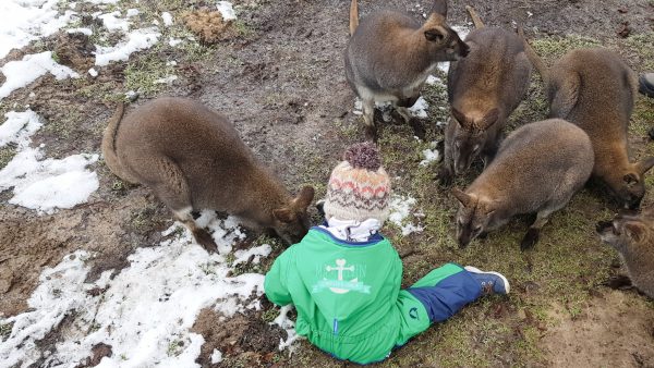 Kind umringt von Kängurus im Tierpark