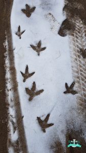 Vogelspuren im Schnee im Tierpark