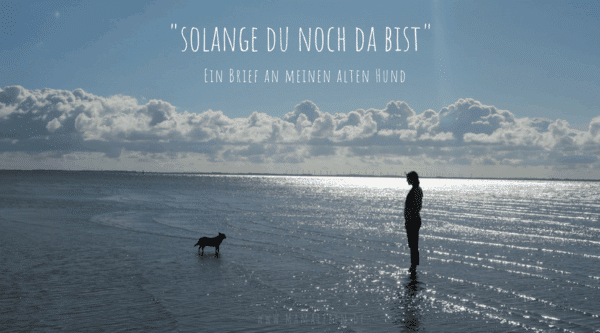 Ein Brief an meinen alten Hund - solange du noch da bist by Mamaleben.de