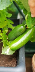 unsere Snackgurken auf dem Balkon gezogen #gurken #minigurken