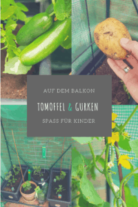 Unser Versuch, eine Hybridpflanze #tomtato #tomoffel auf dem Balkon zu ziehen. #balkon #tomaten #kartoffeln