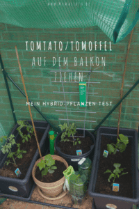 Unser Versuch, eine Hybridpflanze auf dem Balkon zu ziehen #tomoffel #tomtato #tomaten #kartoffeln #balkon #gärtnern #hybrid #urbangardening