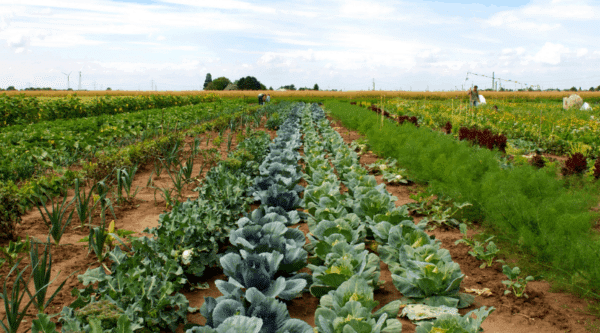 Gemüsegarten von meine Ernte gewinnen