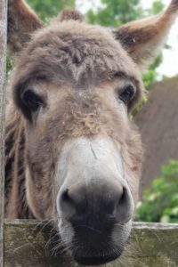 Unser Besuch im Tierpark auf Sylt #sylt #tierpark #esel #nordsee