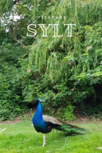 Unser Besuch im Tierpark Sylt #nordsee #tierpark #sylt #reisenmitkind #pfau