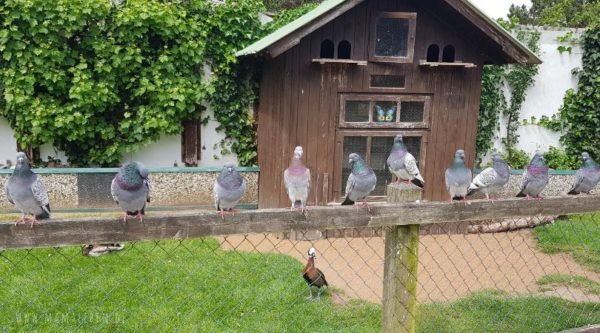 Tauben im Tierpark Tinnum auf Sylt