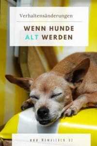 Wenn Hunde alt werden, geht dies mit Verhaltensänderungen einher. Es ist gut, diese vorher zu kennen, um sich darauf einstellen zu können. #hund #hunde #alterhund #senior #seniorhund #lebenmithund #hundefreund #hundetipps #hundeblog #hundundkind #dogs