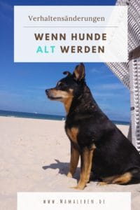 Wenn Hunde alt werden, geht dies mit Verhaltensänderungen einher. Es ist gut, diese vorher zu kennen, um sich darauf einstellen zu können. #hund #hunde #seniorhund #senior #lebenmithund #hundefreund #haustier