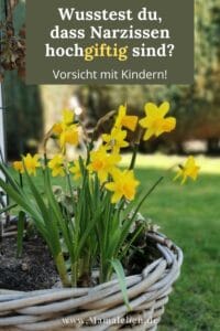 Wusstet ihr, dass Narzissen_giftig_für_kinder sind?#narzissen #giftig #garten #lebenmitkind